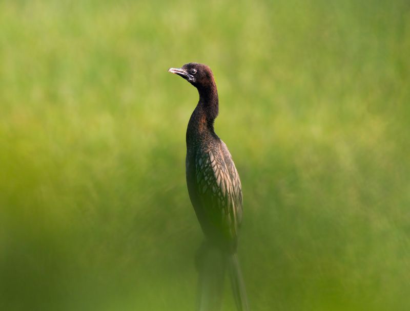 bird,birds,nikon,wild,water,shadows,lake,pond,flowers,swan,colors,nikon,beauty,nature,animals,eyes,egret,songbird,jungle,white,wings,fly Indian cormorantphoto preview