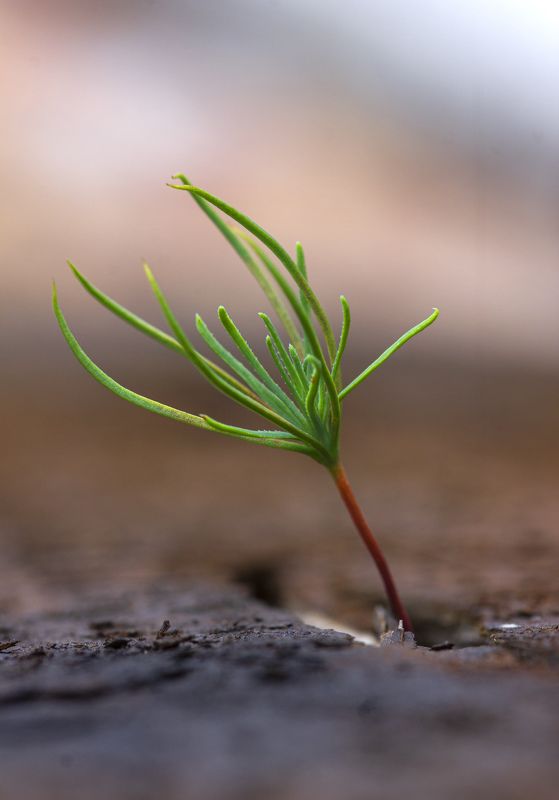 весна, этюд, сосна, цветы сосны, хвойные деревья, лес, природа, Росток сосныphoto preview