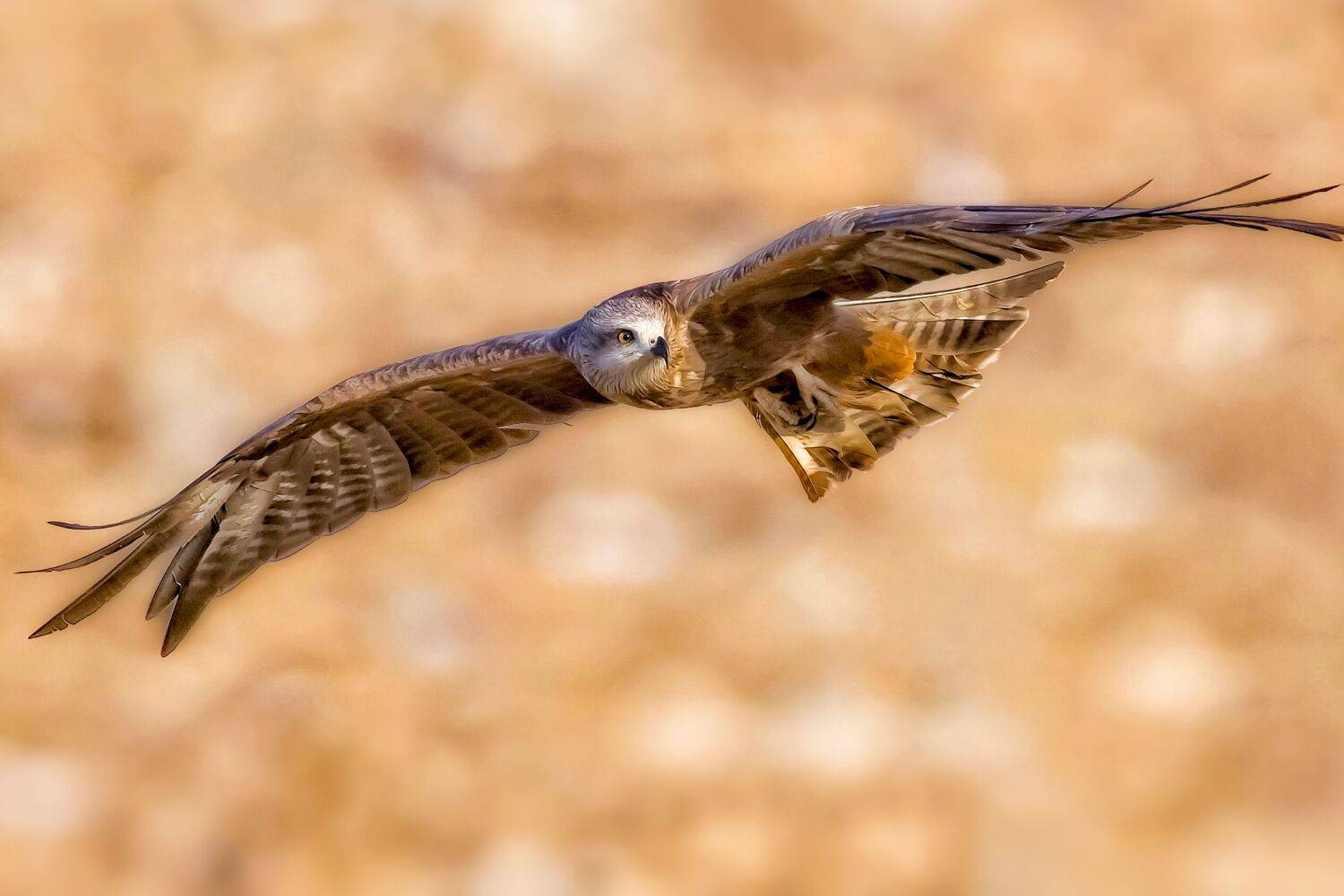 Black kite. Автор: David Manusevich , David Manusevich