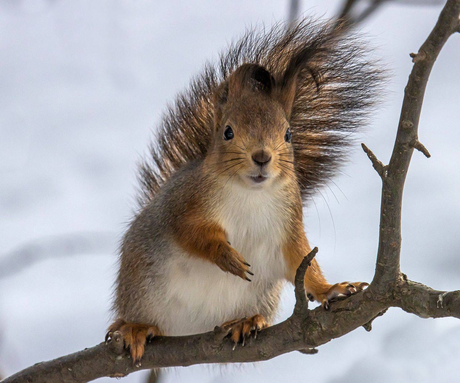 "Не уходи, побудь со мною...". Автор: Виктор Волынский , Виктор Волынский