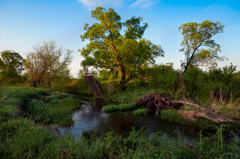 большая верейка, летний пейзаж,  воронежская область, скляево Корягаphoto preview