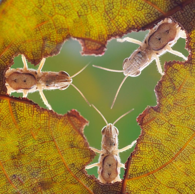 Macro Grasshoppersphoto preview