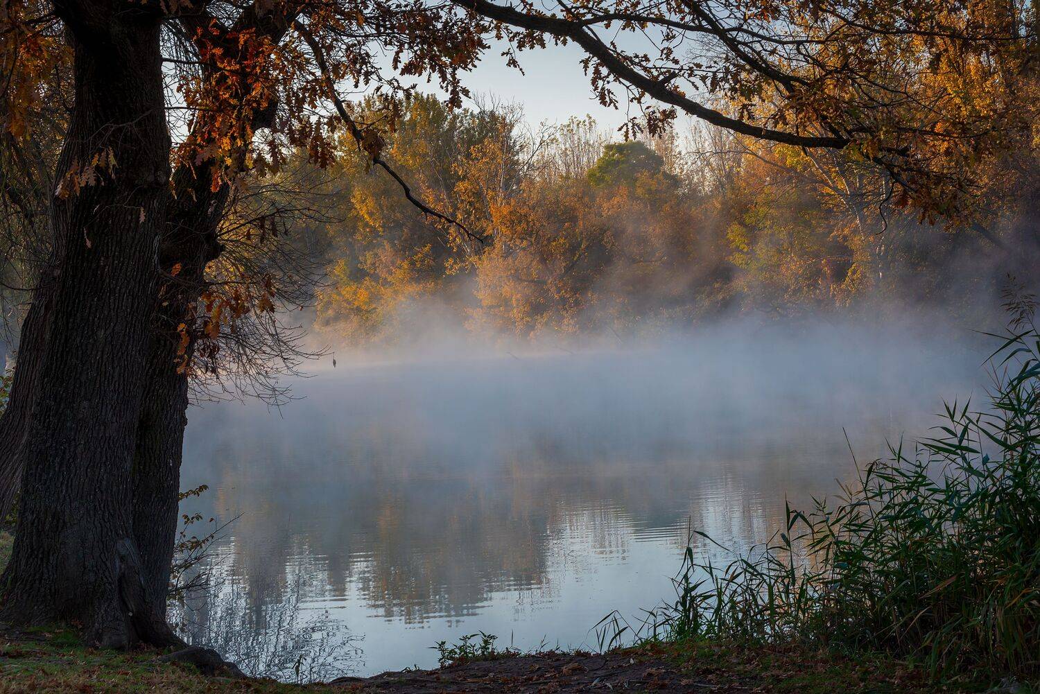 Утро на острове. Автор: Алексей Рыльский , Алексей Рыльский