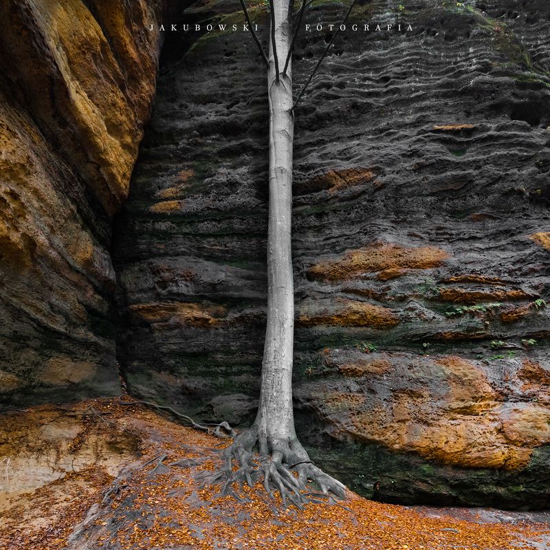 tree forest rock stone gold THE TREE BY THE GOLDEN ROCKphoto preview