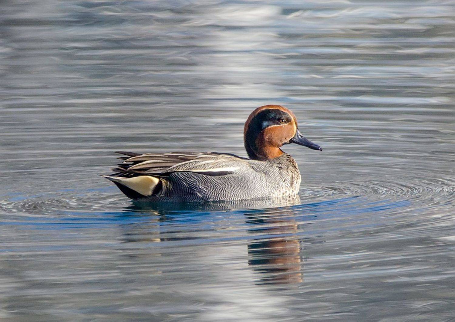 чирок-свистунок, кабардино-балкария, Хасан Журтов