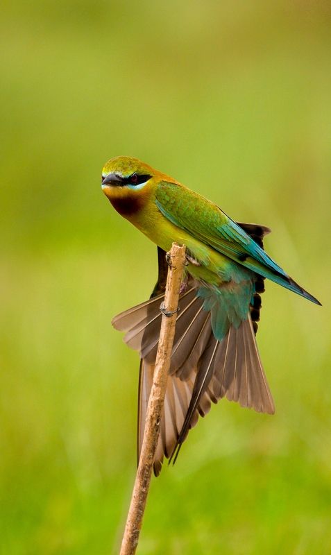 #bird #natgeo #photography #birdphotography #nature #beeeater #green #animal #wildlife Blue Tailed Bee Eaterphoto preview