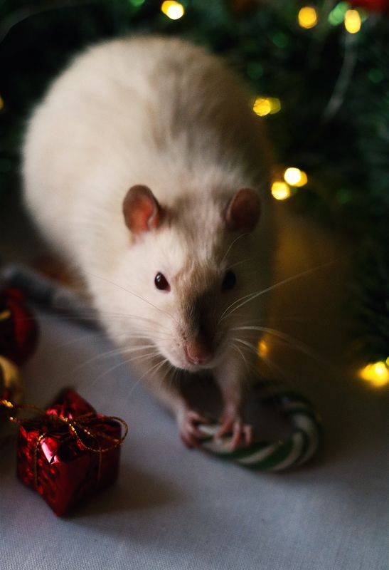 rat, pet, photography, portrait, fine art, new year, aesthetic, beautiful Happy New Yearphoto preview