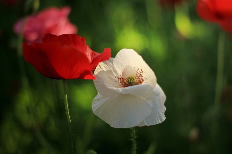 Прикосновениеphoto preview