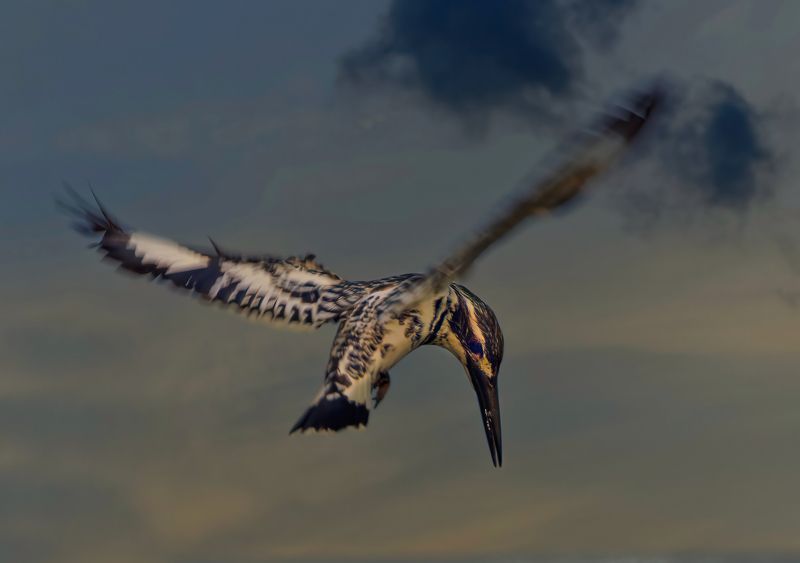 bird,birds,nikon,wild,water,shadows,lake,pond,flowers,swan,colors,nikon,beauty,nature,animals,eyes,egret,songbird,jungle,white,wings,fly Pied kingfisherphoto preview