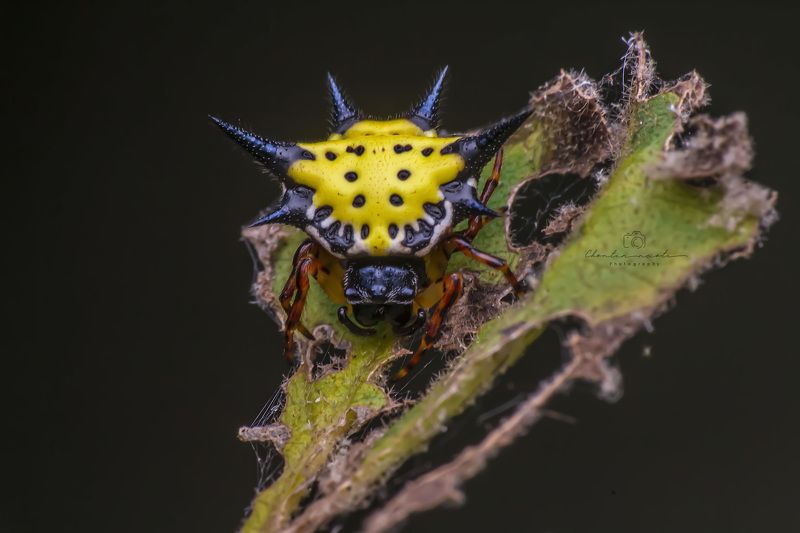 Hasselt\'s spiny spider, Gasteracantha hasselti, yellow, small, beautiful, macro, oneshot, animal, nature, natural Hasselt\'s spiny spider (Gasteracantha hasselti), Sumatra Vietnamphoto preview