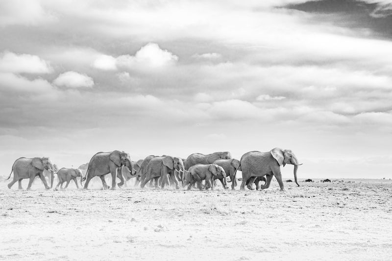 elephants, wildlife, endangered, amboseli, kenya Running towards the waterholephoto preview