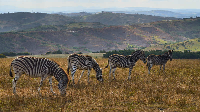 На просторах ЮАР фото превью