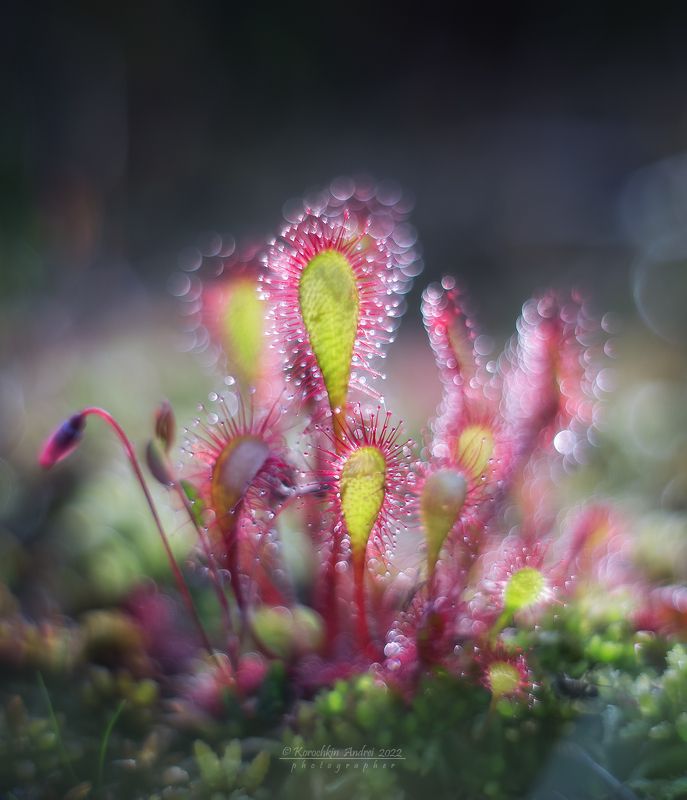 Росянка...photo preview
