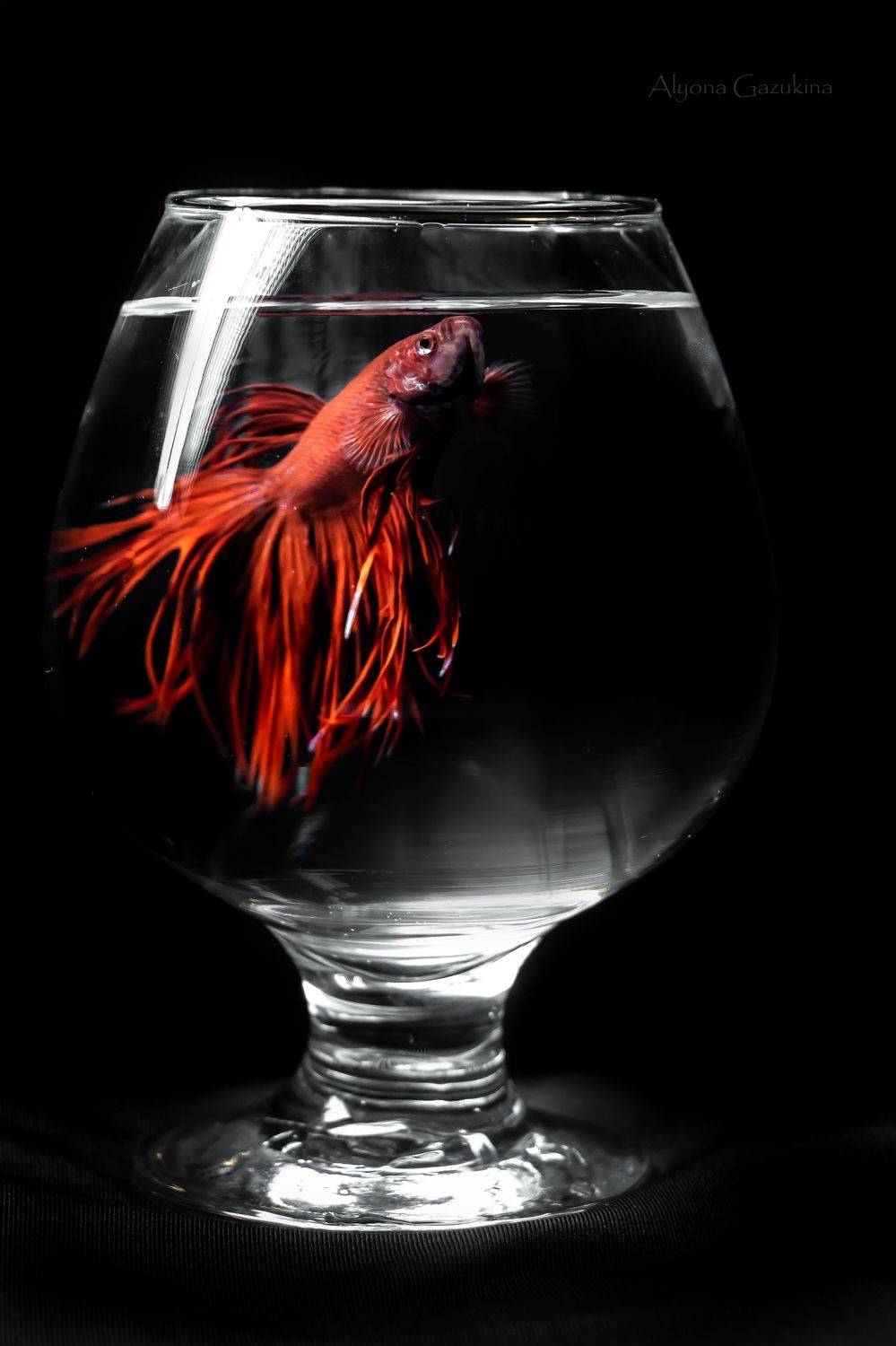 рыба, петушок, животные, макро, Алёна Газукина