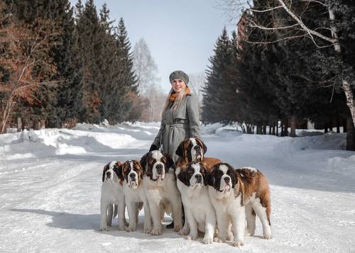 Сенбернары и Даша