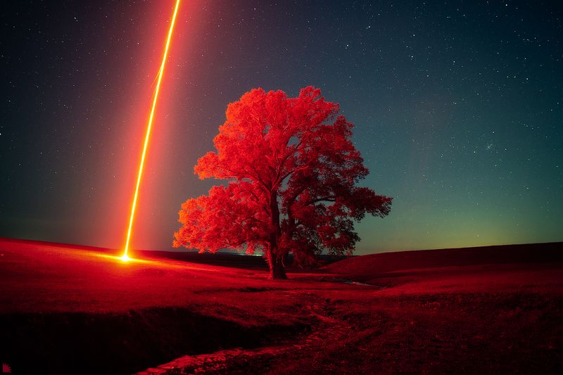 Красное деревоphoto preview