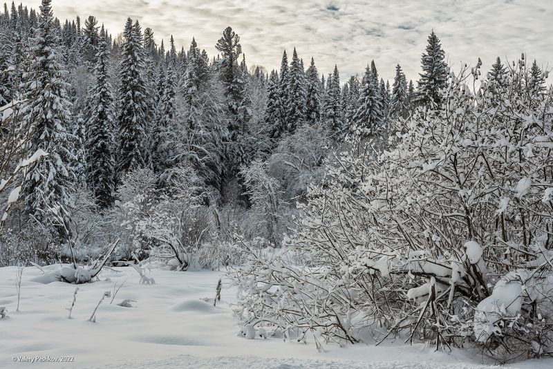 с новым годом, зима, снежные кружева, снег, березы, горная шория Pro снежное кружевоphoto preview