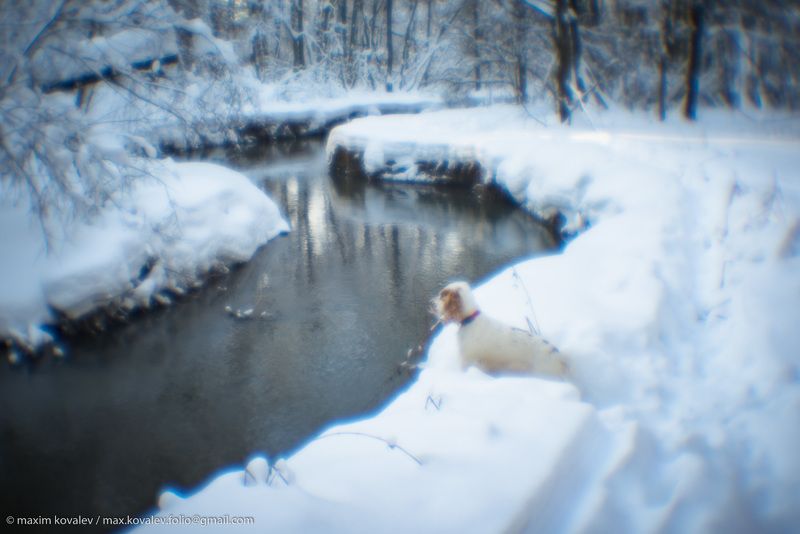 europe, kuzminki, moscou, moscow, moscow region, russia, bank, forest, monocle, monolense, nature, park, river, snow, tree, water, winter, европа, кузьминки, москва, московская область, подмосковье, пономарка река, россия, чурилиха река, берег реки, вода, Снежная зима в Кузьминкахphoto preview