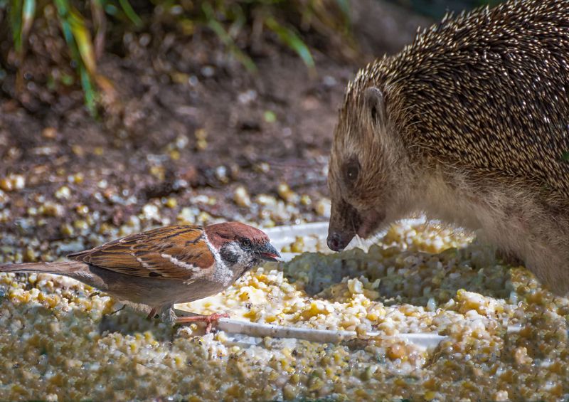 ёжик, воробей, друзья..photo preview