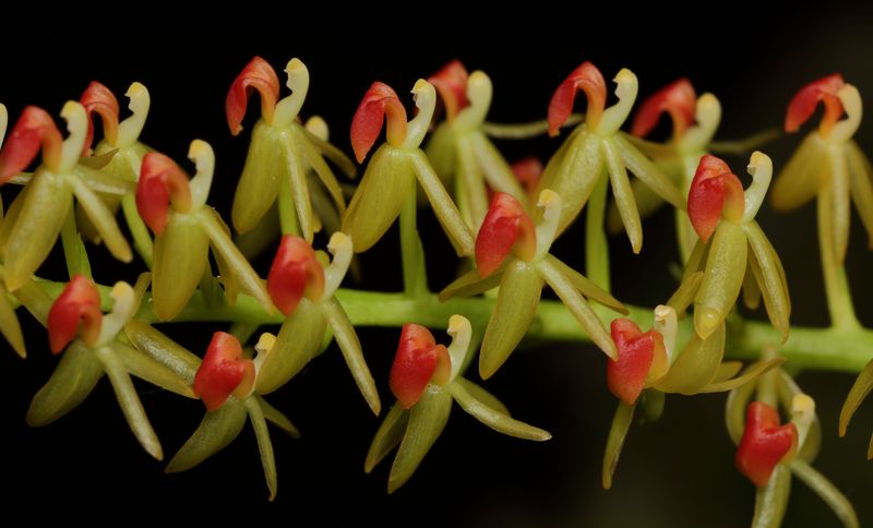 орхидеи Liparis crenulata фото превью