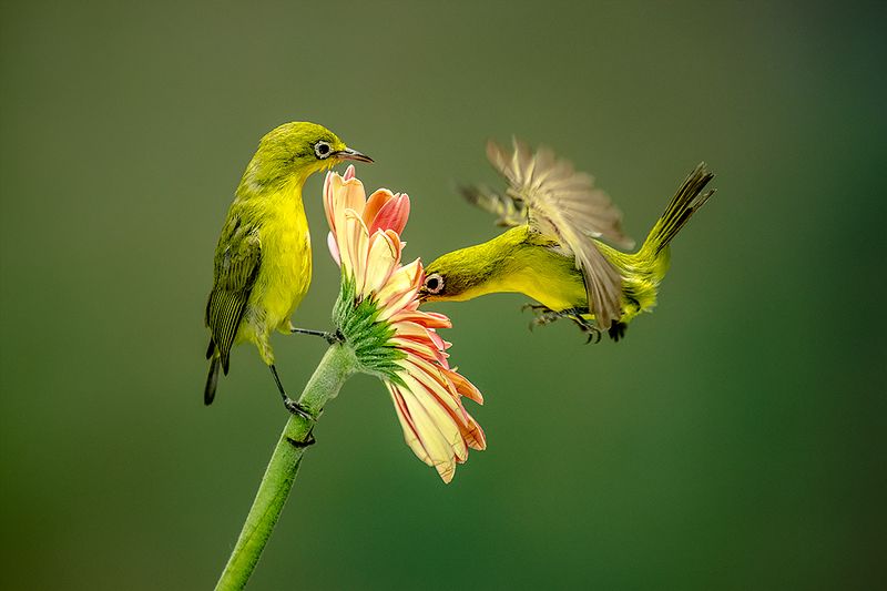 Shared photo preview