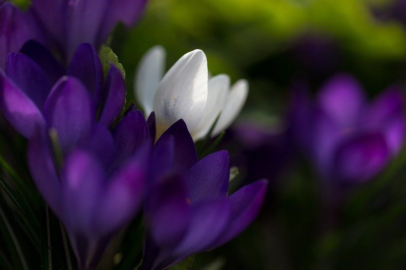 крокусы макро photo preview