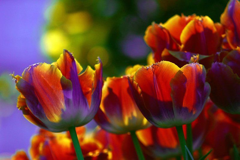 тюльпаны фото превью