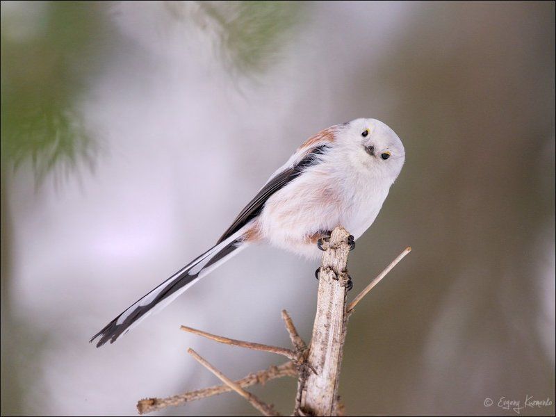 Длиннохвостая синица, Ополовник, Птицы сахалина Приветик!photo preview