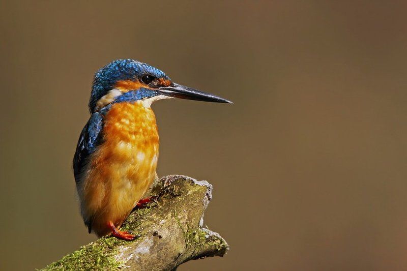 Common Kingfisher (Alcedo atthis)photo preview