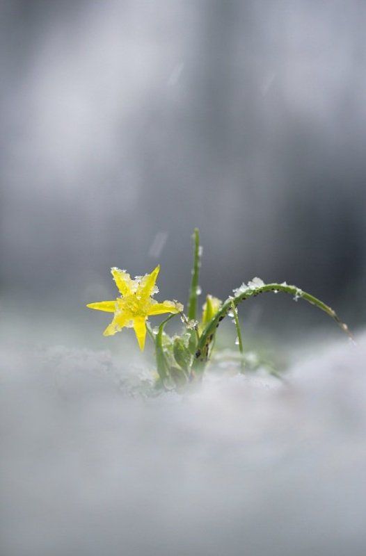 гусиный, лук Отголоски зимыphoto preview