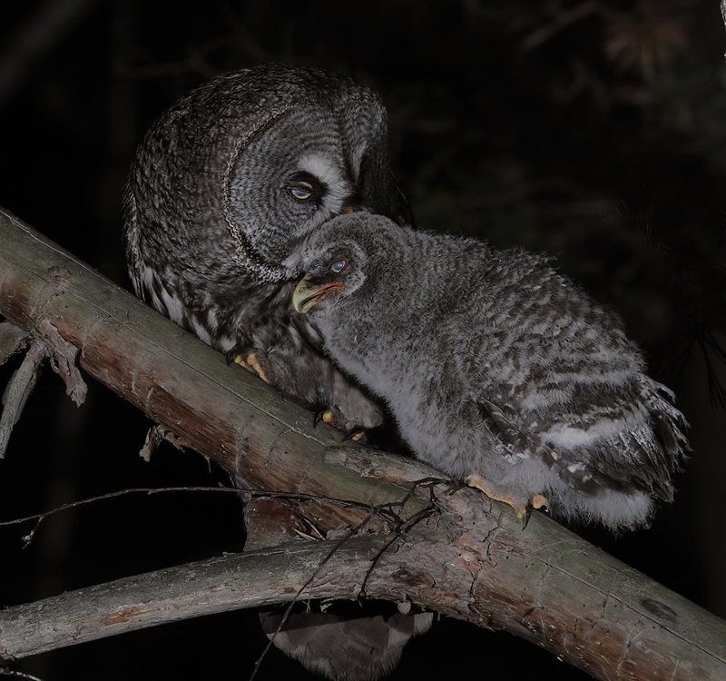 борадатая, неясыть, сова совиные нежностиphoto preview