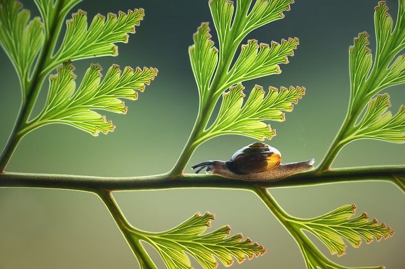 Backlight, Leaf, Macro, Snail slow but surephoto preview