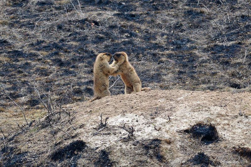 Animal, Marmot, Marmota bobak, Nature, Wildlife, Байбак, Весна, Грызуны, Животные Весенние боиphoto preview