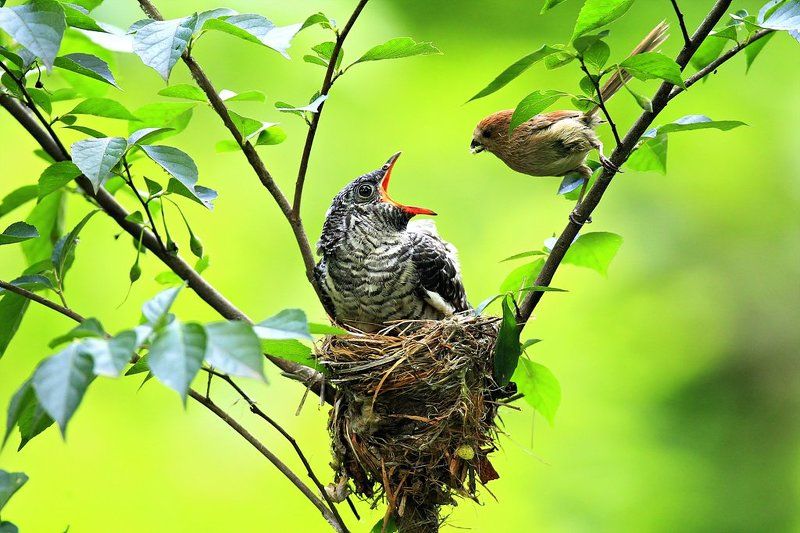 Broodingphoto preview