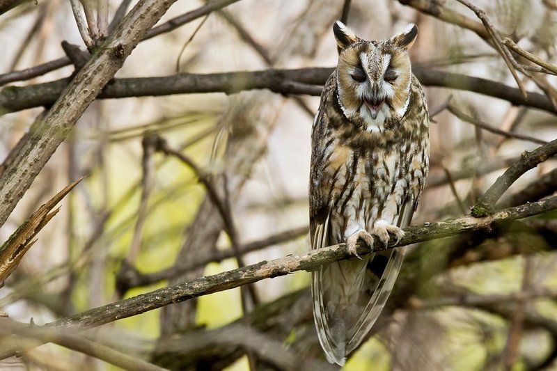 Long-eared owlphoto preview