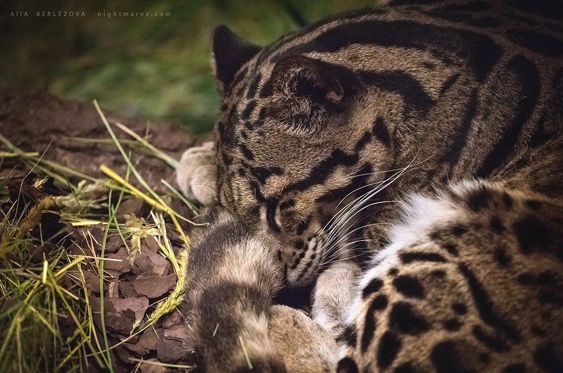 Clouded, Leopard, Большая, Дымчатый, Кошка, Леопард, Сон, Трава clouded leopardphoto preview