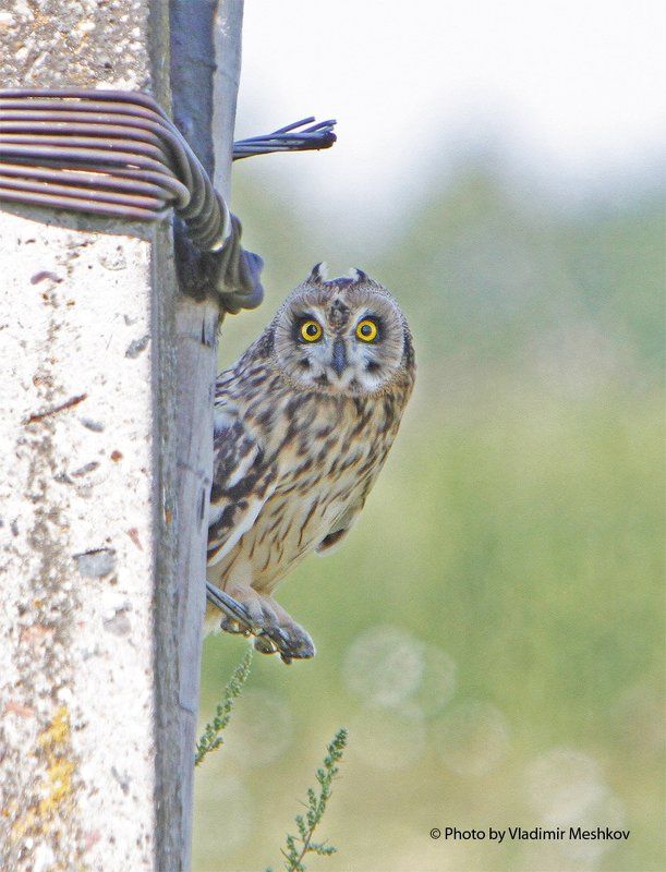 Болотная сова (Lat. Asio flammeus) Short-Eared Owl. фото превью
