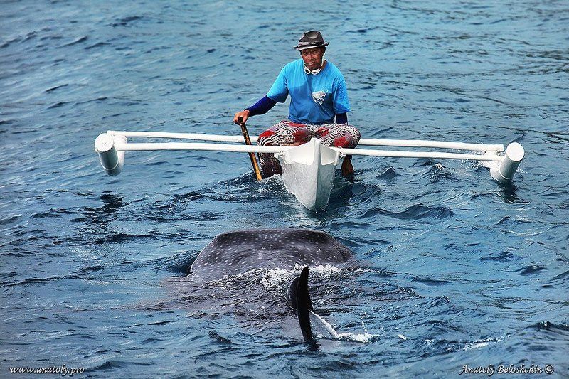 Акула, Анатолий Белощин, Китовая акула, Филиппины Человек и акулаphoto preview
