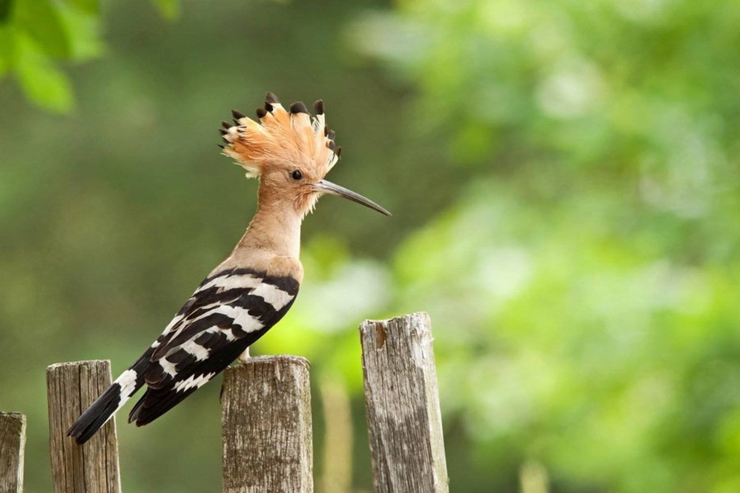 Hoopoe. Автор: Tomasz Budnicki , Tomasz Budnicki