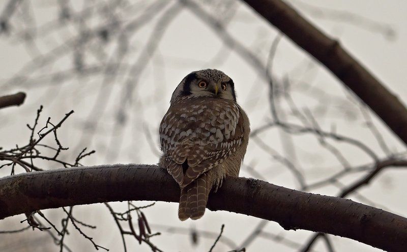 surnia, Surnia ulula, ulula, Птицы, Серия, Фотоохота, Ястребиная сова Ястребиная соваphoto preview