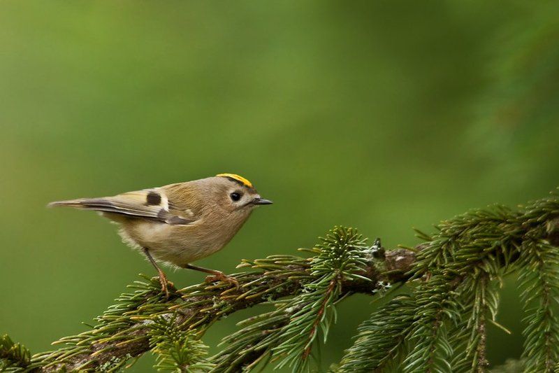 The tiny kingphoto preview