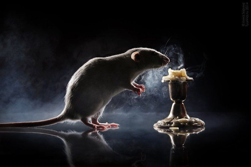 Фантазияphoto preview