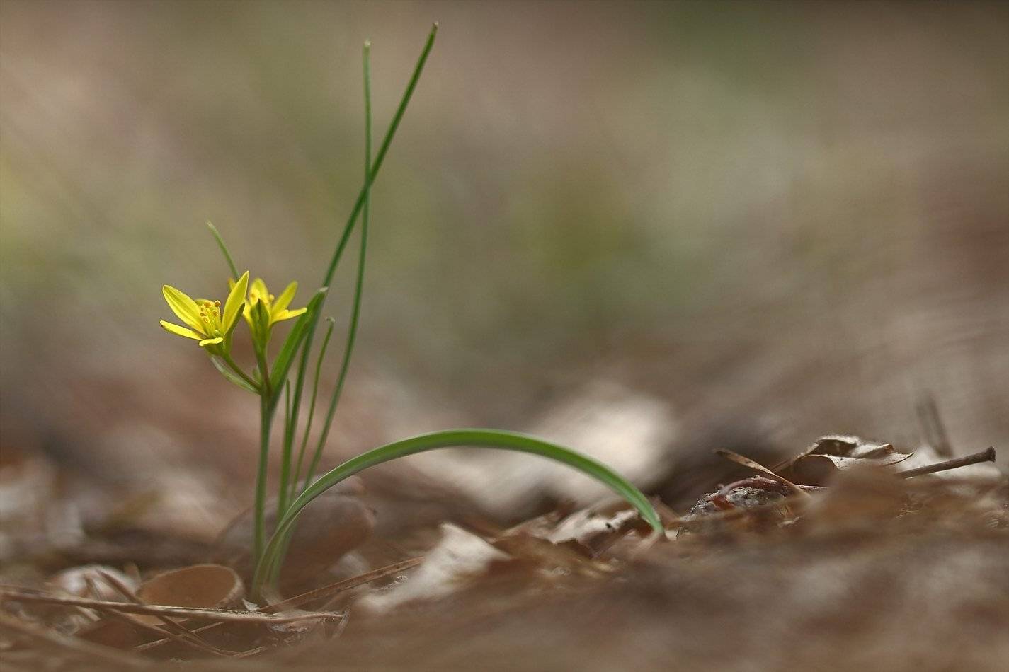 Гусиный лук. Автор: Sergii Markov gagea, lpodolica, гусиный лук, скифский, самарский лес, Sergii Markov
