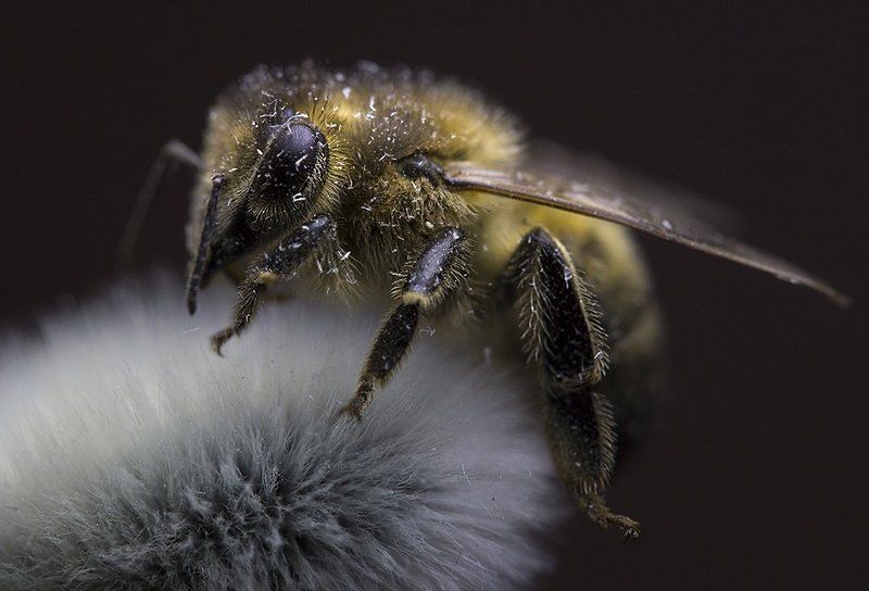 Пчёлочка златаяphoto preview