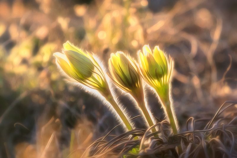 Нежностьphoto preview