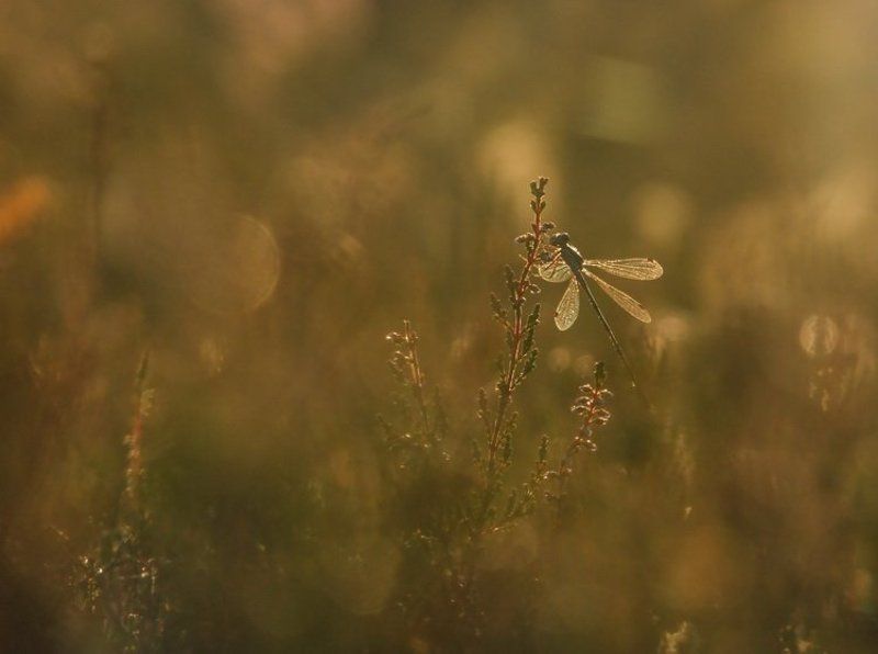 вереск, стрекоза, цветы Пряное утроphoto preview