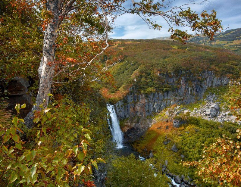 Камчатские джунгли.photo preview