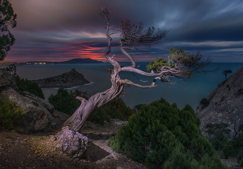 Крым, Можжевельник, Море, Новый Свет, Ночь В ожидании луны.photo preview