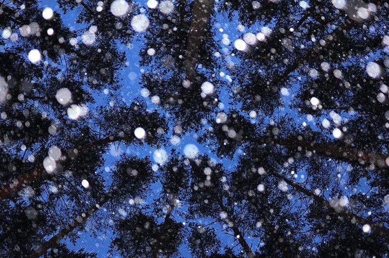 Снегопад в сосновом лесуphoto preview