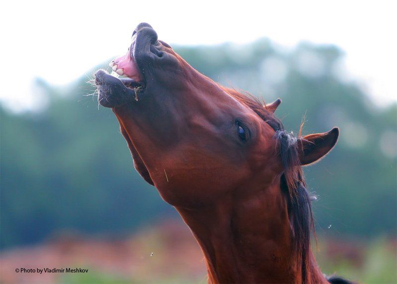 Emotions. фото превью